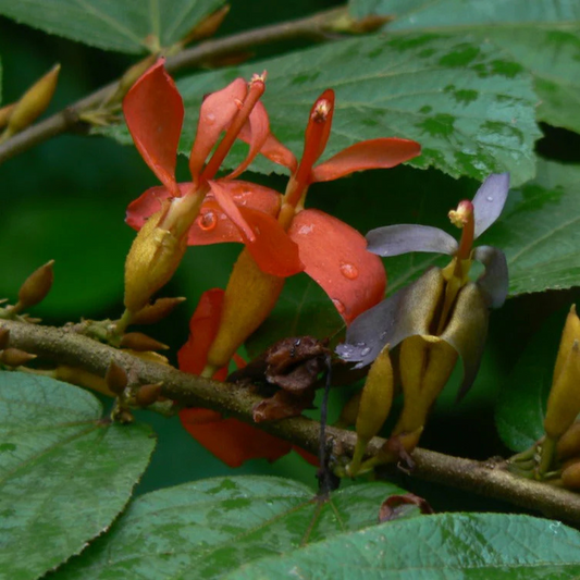 Indian Screw Tree (Helicteres isora) Live Plant