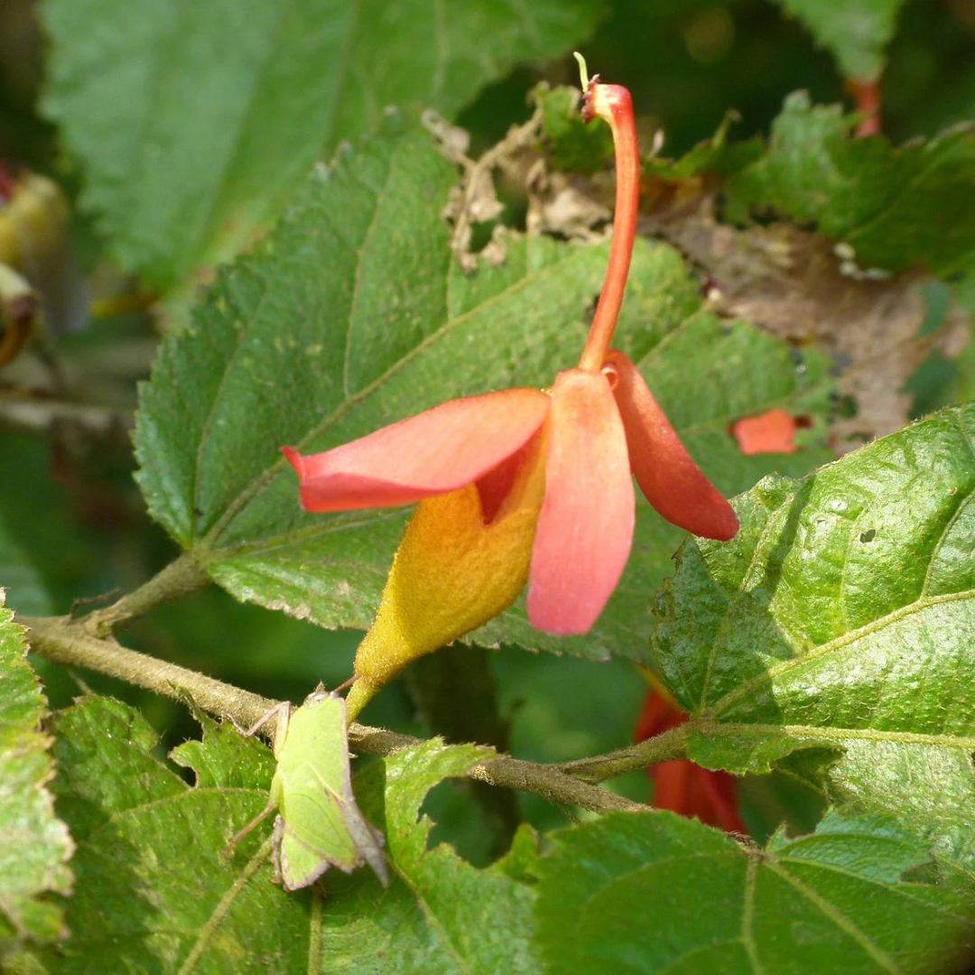 Indian Screw Tree (Helicteres isora) Live Plant