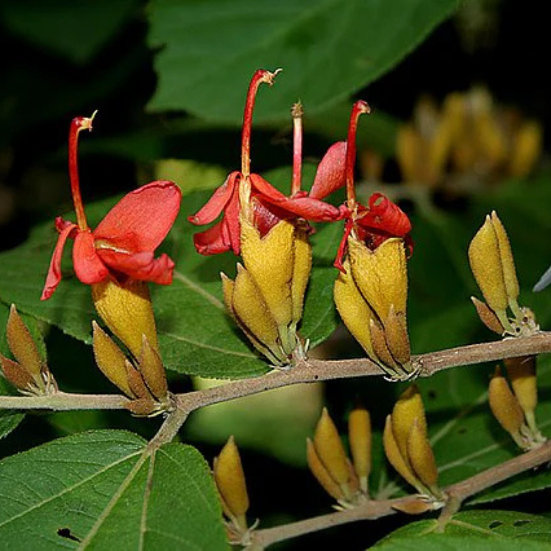 Indian Screw Tree (Helicteres isora) Live Plant