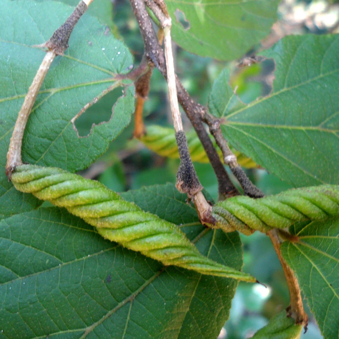 Indian Screw Tree (Helicteres isora) Live Plant