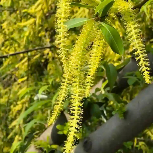 Indian Willow (Salix tetrasperma) Medicinal Live Plant