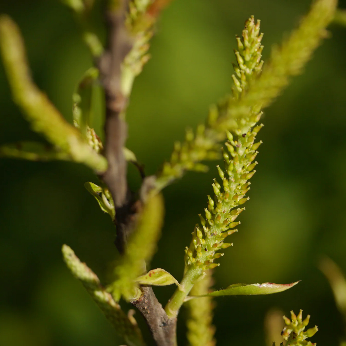 Indian Willow (Salix tetrasperma) Medicinal Live Plant