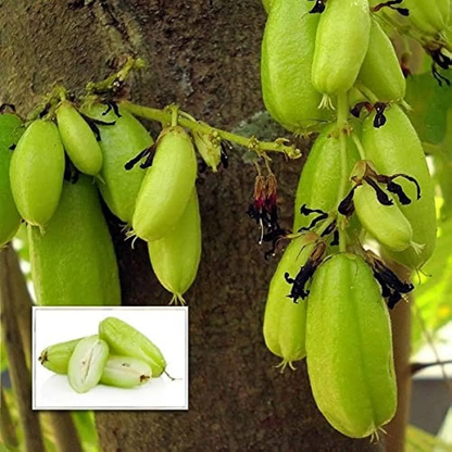 Irumban Puli / Bilimbi (Averrhoa bilimbi) Fruit Live Plant