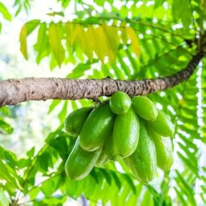 Irumban Puli / Bilimbi (Averrhoa bilimbi) Fruit Live Plant