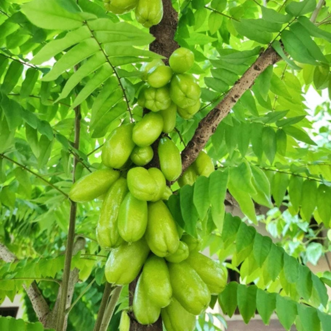 Irumban Puli / Bilimbi (Averrhoa bilimbi) Fruit Live Plant