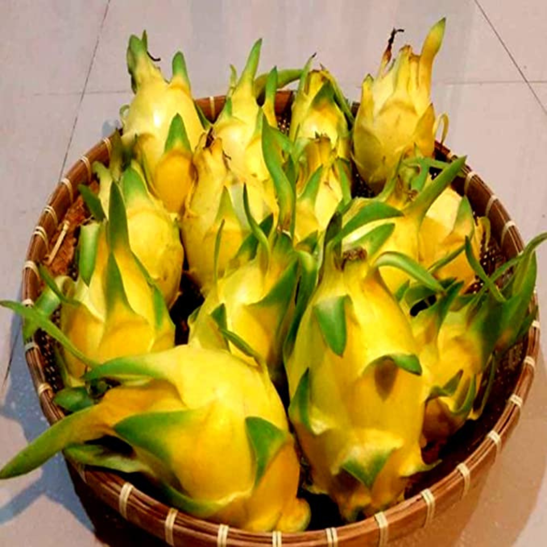 Israel Yellow Dragon Fruit Live Plant