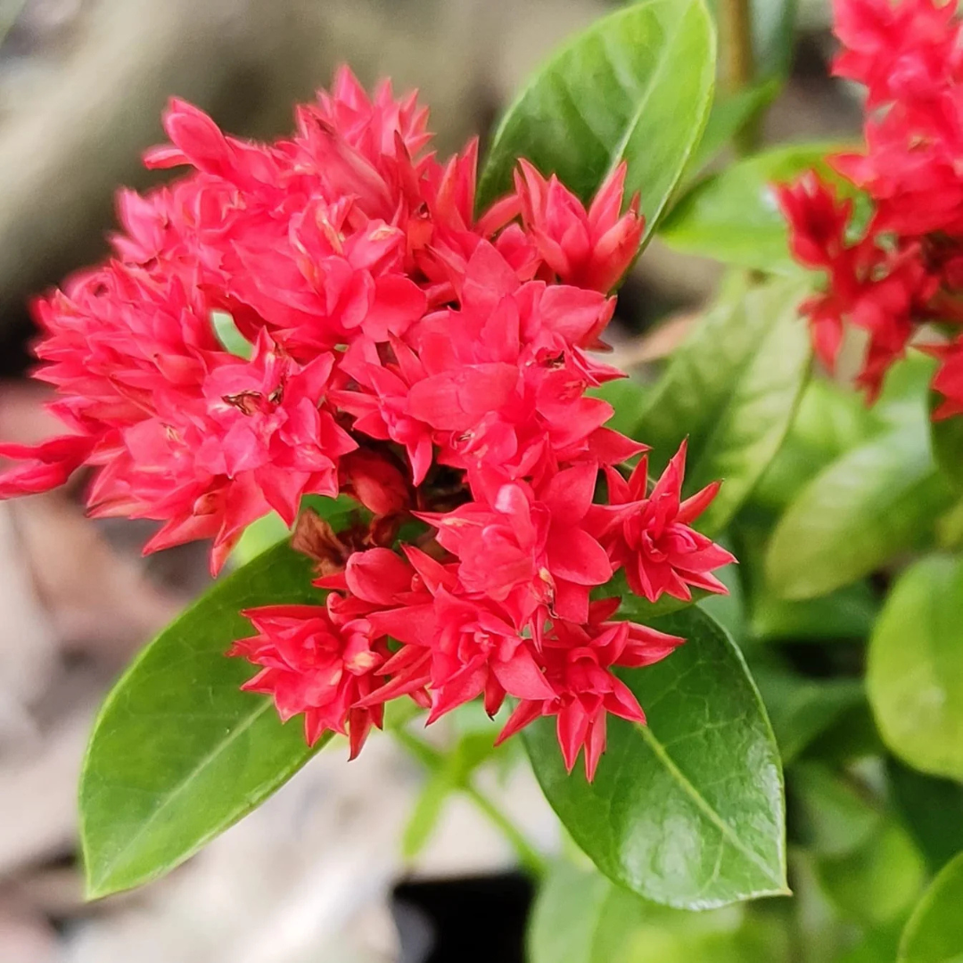 Ixora Double Petal Rare All Time Flowering Live Plant