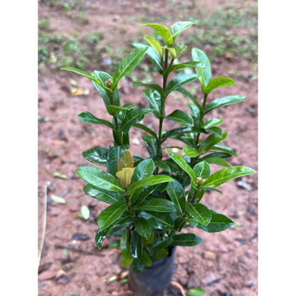 Ixora Double Petal Rare All Time Flowering Live Plant
