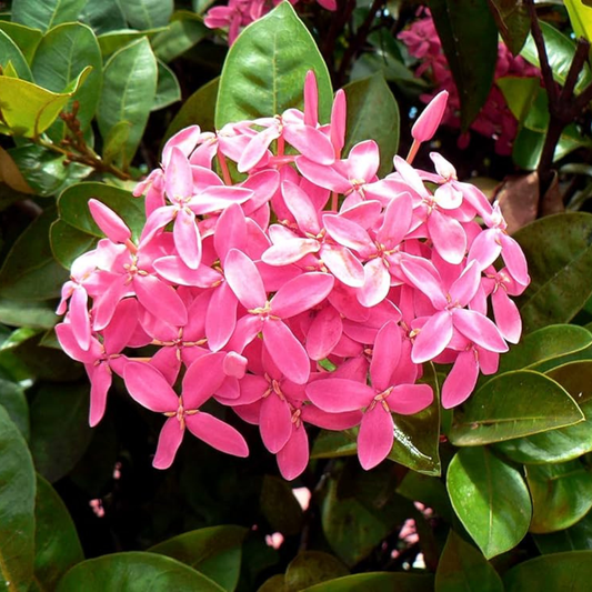 Ixora Pink All Time Flowering Live Plant