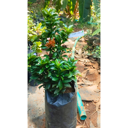 Ixora Pink All Time Flowering Live Plant