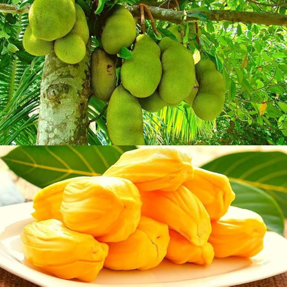 J33 Malaysian Jackfruit Live Plant