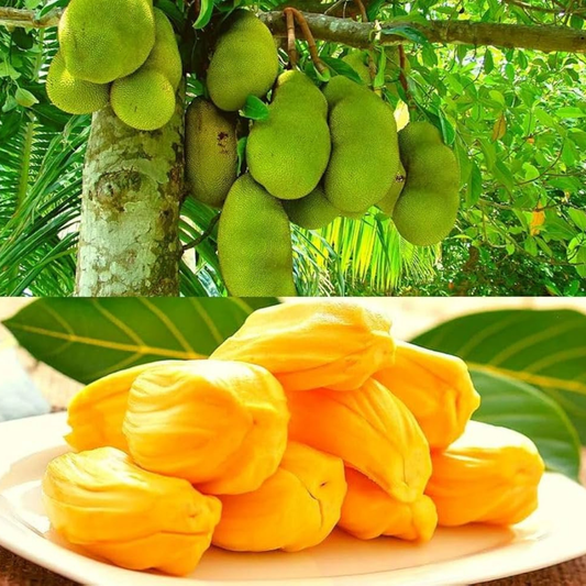 J33 Malaysian Jackfruit Live Plant