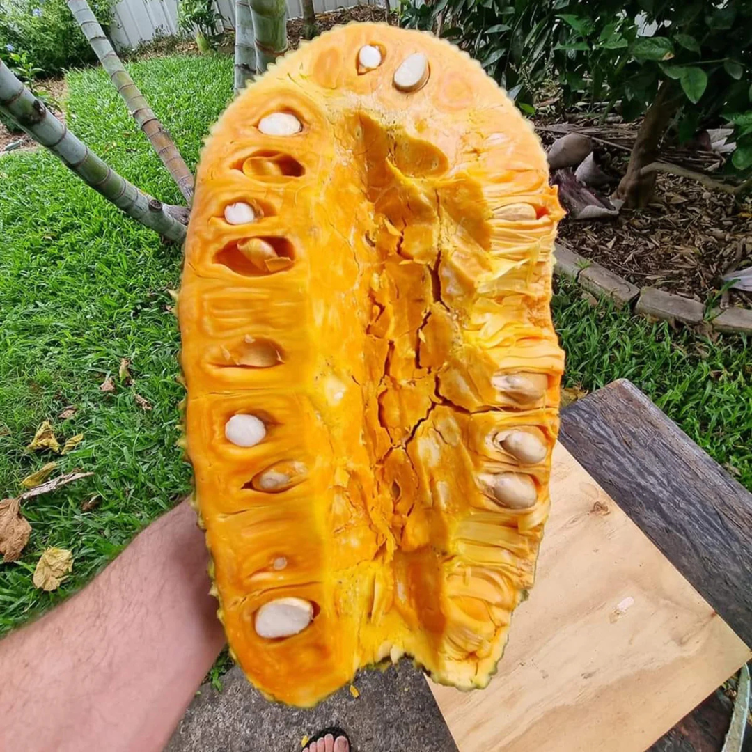 J33 Malaysian Jackfruit Live Plant