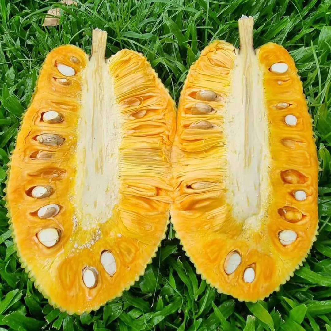 J33 Malaysian Jackfruit Live Plant