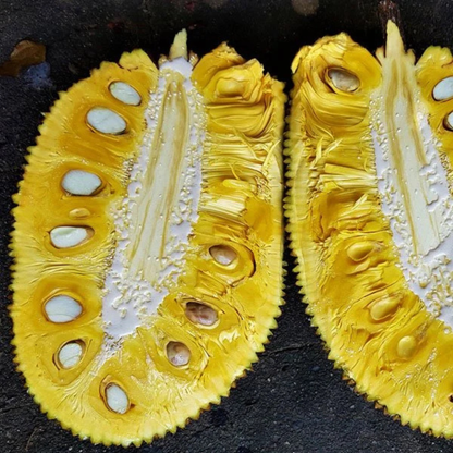 J33 Malaysian Jackfruit Live Plant