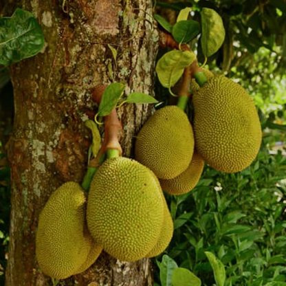 J33 Malaysian Jackfruit Live Plant