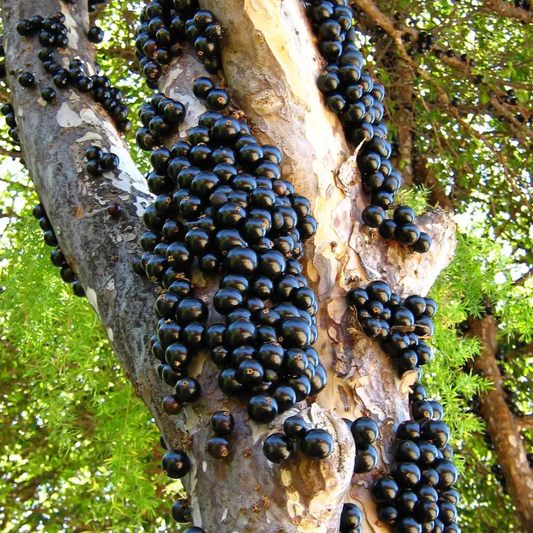 Jaboticaba Sabara Live Fruit Plant