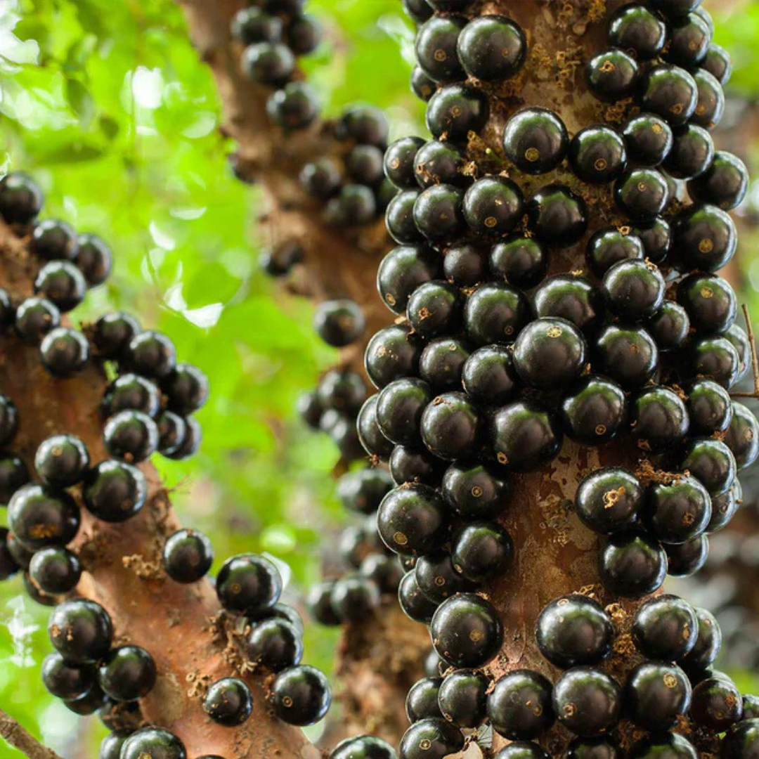 Jaboticaba Sabara Live Fruit Plant