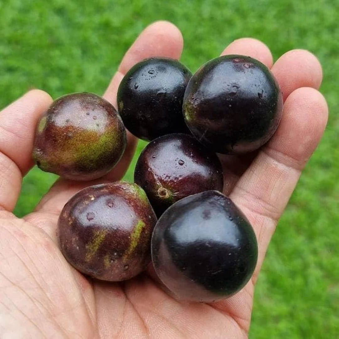 Jaboticaba Sabara Live Fruit Plant