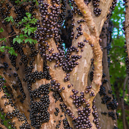Jaboticaba Sabara Live Fruit Plant