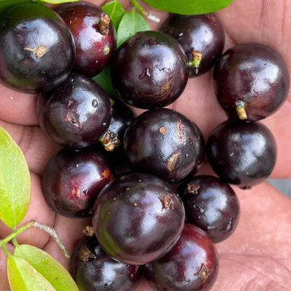 Jaboticaba Sabara Live Fruit Plant