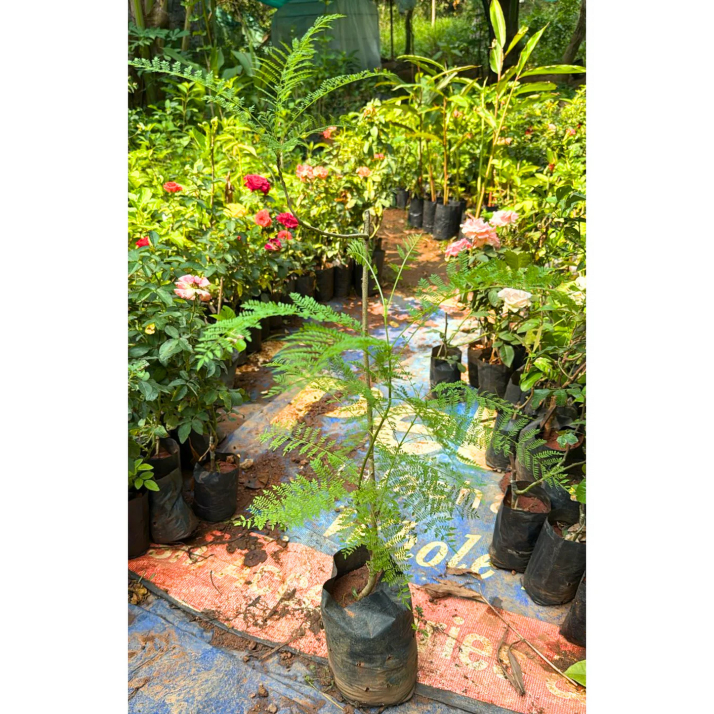 Jacaranda (Jacaranda Mimosifolia) Neel Mohar Live Plant