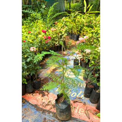 Jacaranda (Jacaranda Mimosifolia) Neel Mohar Live Plant