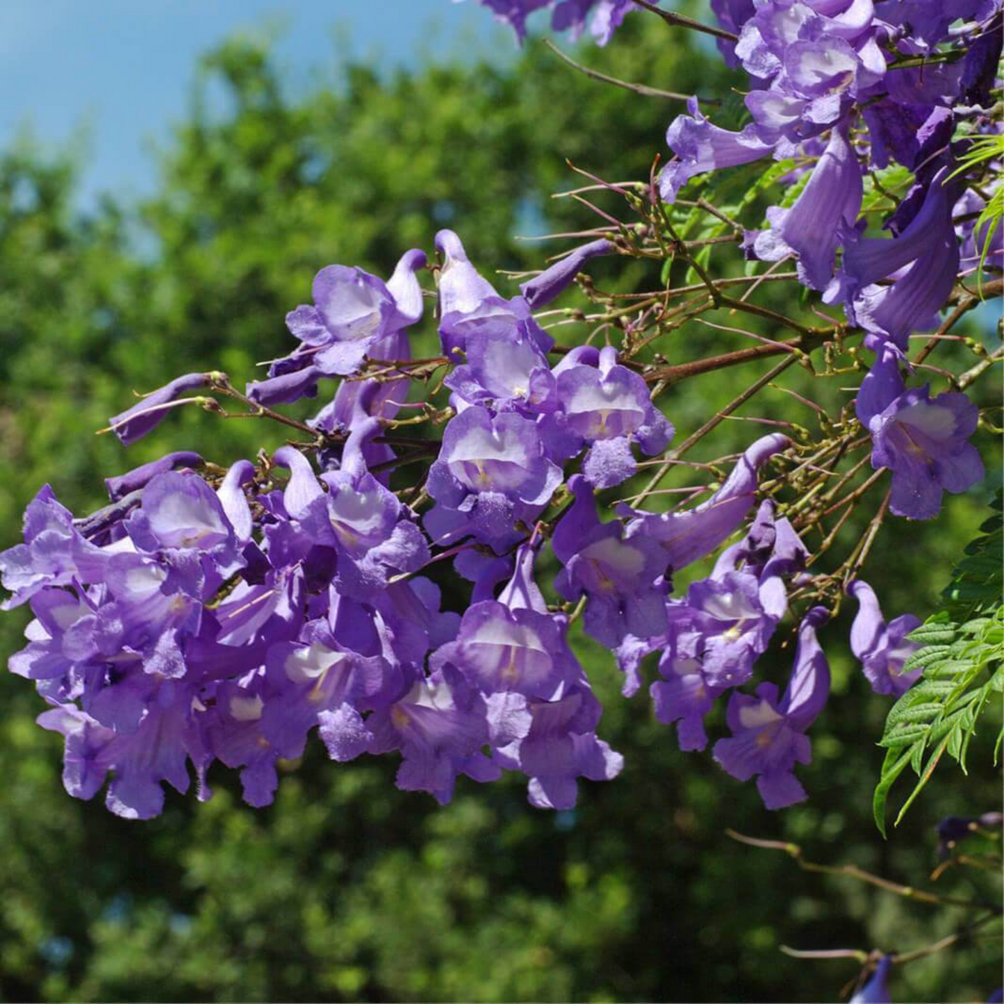 Jacaranda (Jacaranda Mimosifolia) Neel Mohar Live Plant