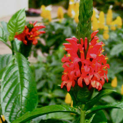 Jacobina All Time Flowering Live Plants (Pack of 3) Red, Pink and Yellow