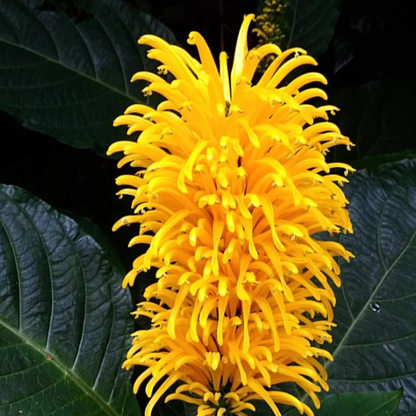 Jacobina Yellow All Time Flowering Live Plant