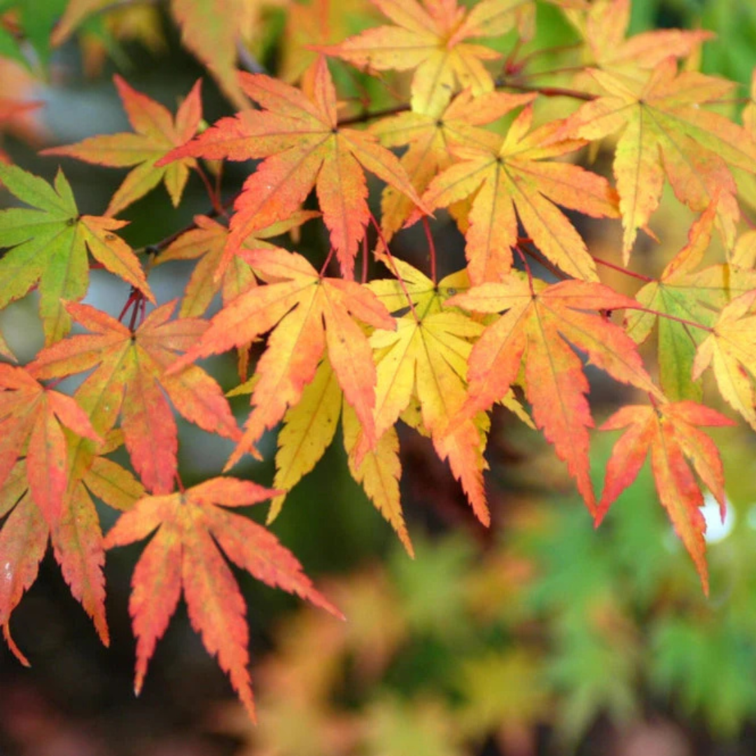 Japanese Green Maple Tree Live Plant