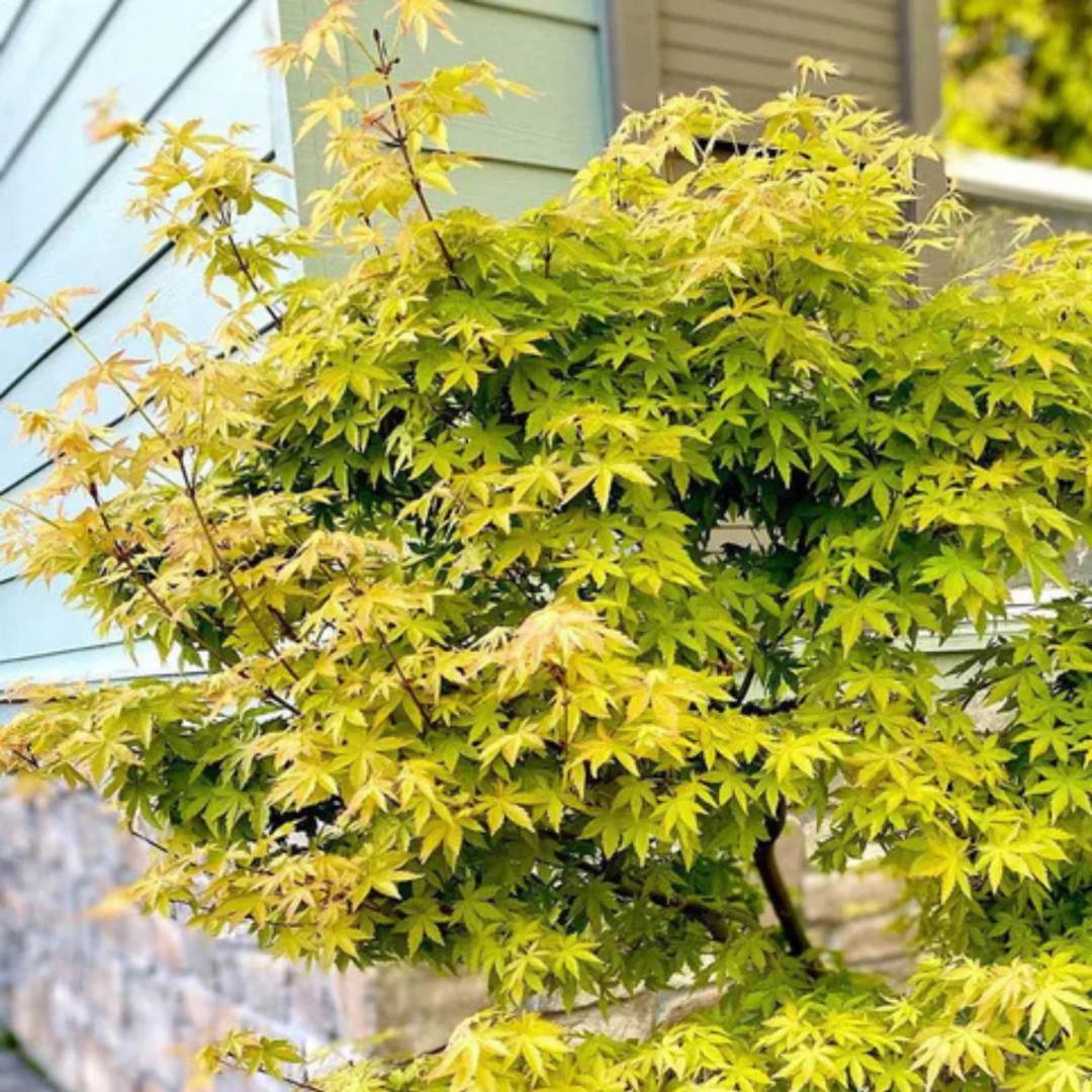 Japanese Green Maple Tree Live Plant