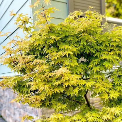 Japanese Green Maple Tree Live Plant
