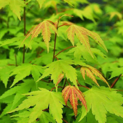 Japanese Green Maple Tree Live Plant