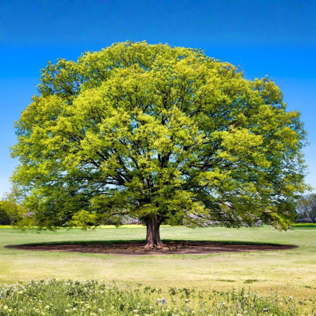 Japanese Green Maple Tree Live Plant