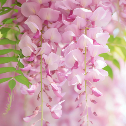 Japanese Pink Wisteria (Wisteria floribunda) Rare Fragrant Flowering Live Plant