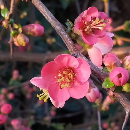Japanese Quince Pink Rare Flowering Live Plant