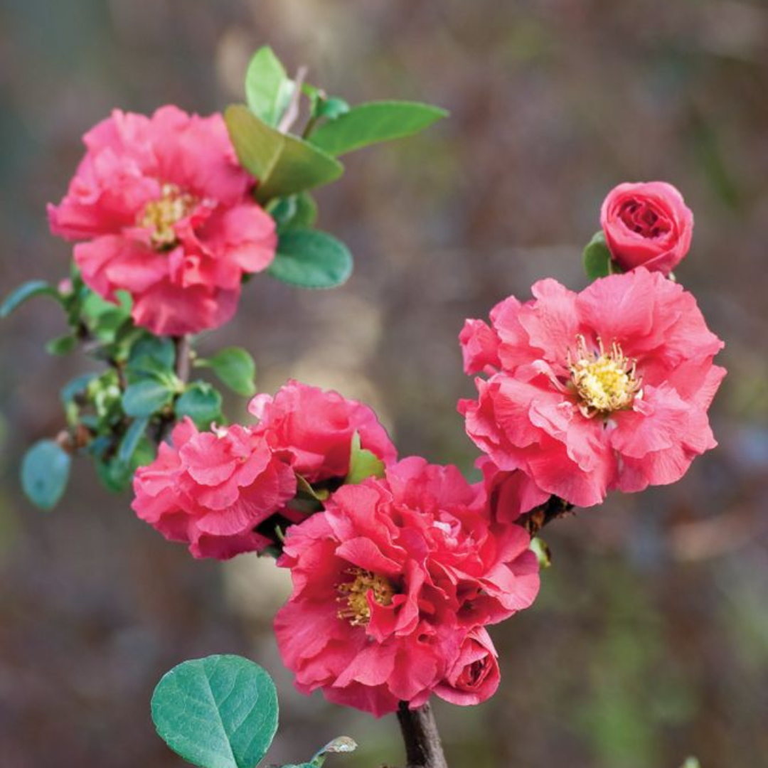 Japanese Quince Pink Rare Flowering Live Plant
