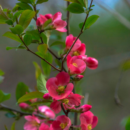 Japanese Quince Pink Rare Flowering Live Plant