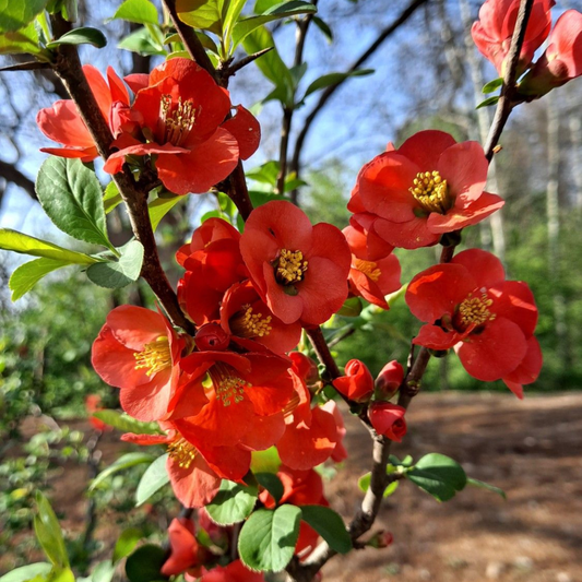 Japanese Quince Red Rare Flowering Live Plant