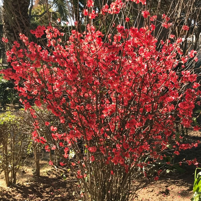 Japanese Quince Red Rare Flowering Live Plant