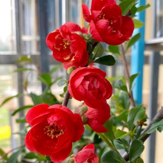 Japanese Quince Red Rare Flowering Live Plant