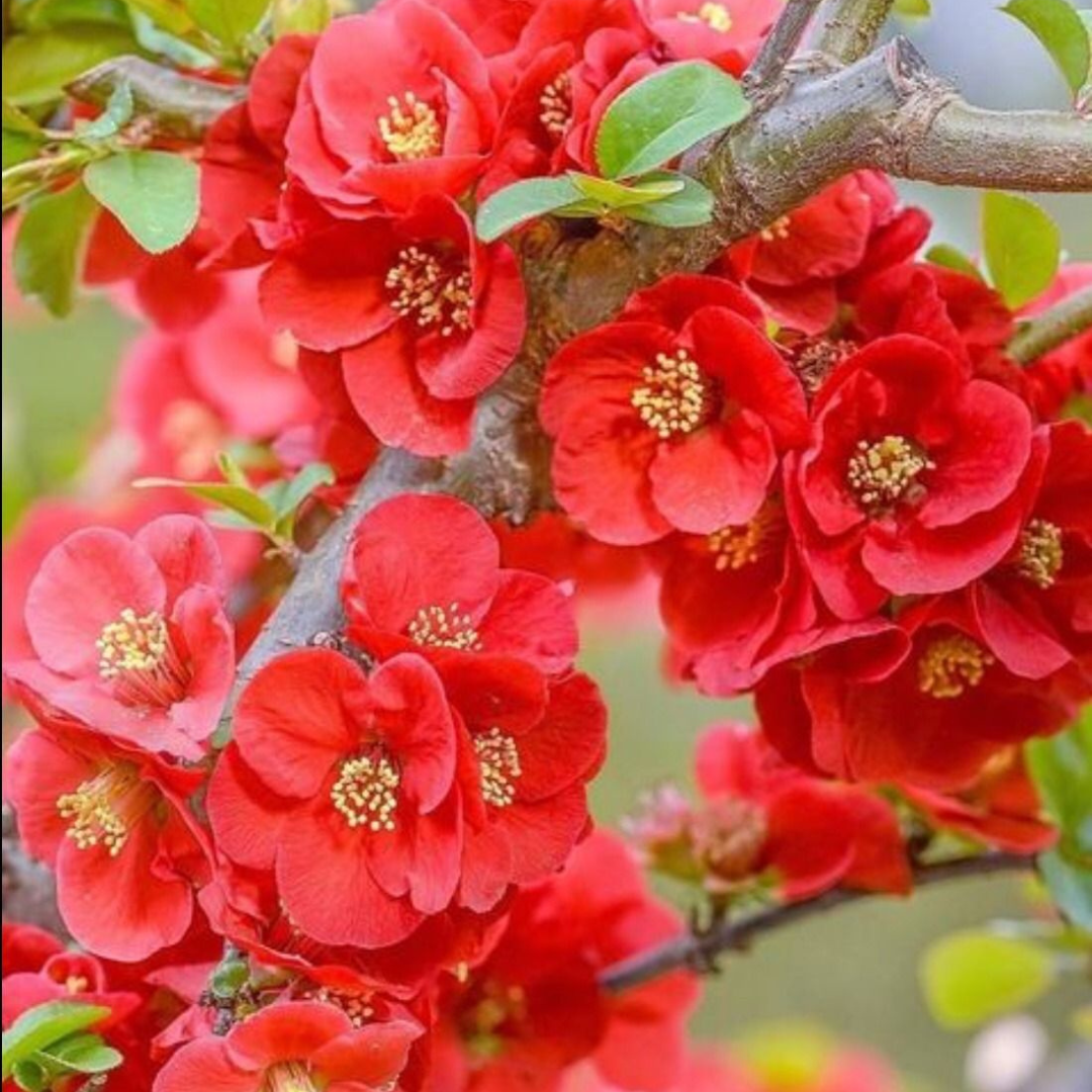 Japanese Quince Red Rare Flowering Live Plant