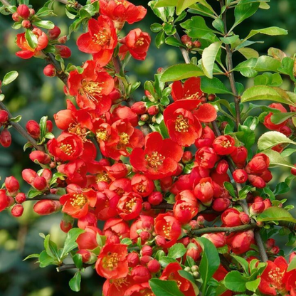 Japanese Quince Red Rare Flowering Live Plant