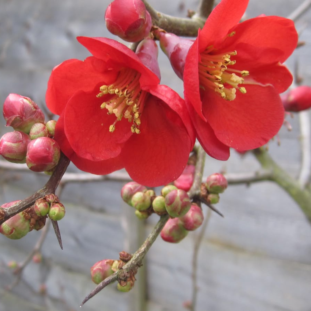 Japanese Quince Red Rare Flowering Live Plant