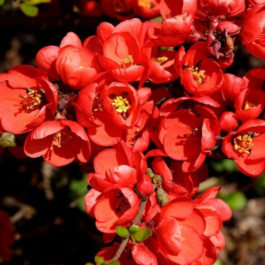 Japanese Quince Red Rare Flowering Live Plant