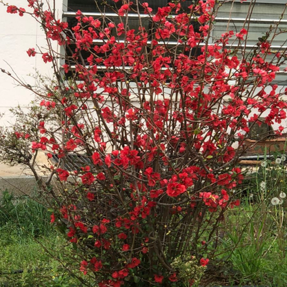 Japanese Quince Red Rare Flowering Live Plant
