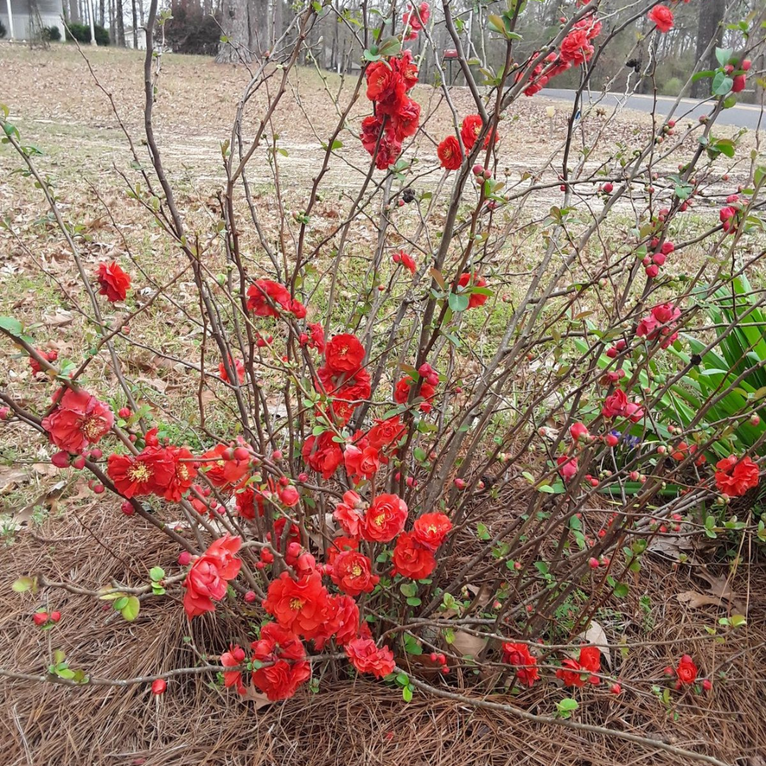 Japanese Quince Red Rare Flowering Live Plant