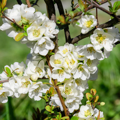 Japanese Quince White Rare Flowering Live Plant