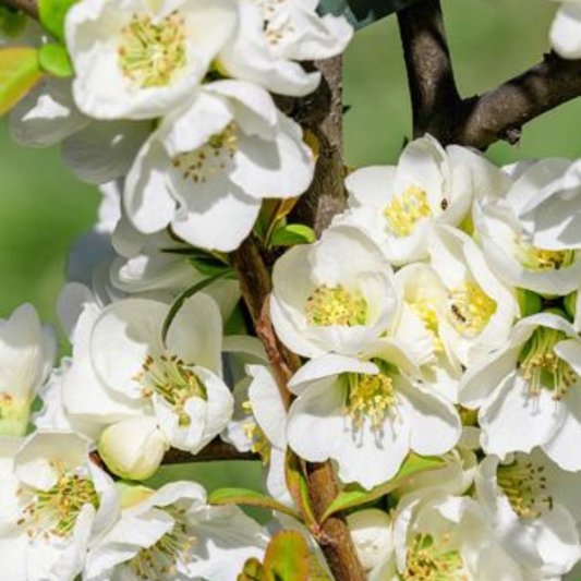 Japanese Quince White Rare Flowering Live Plant